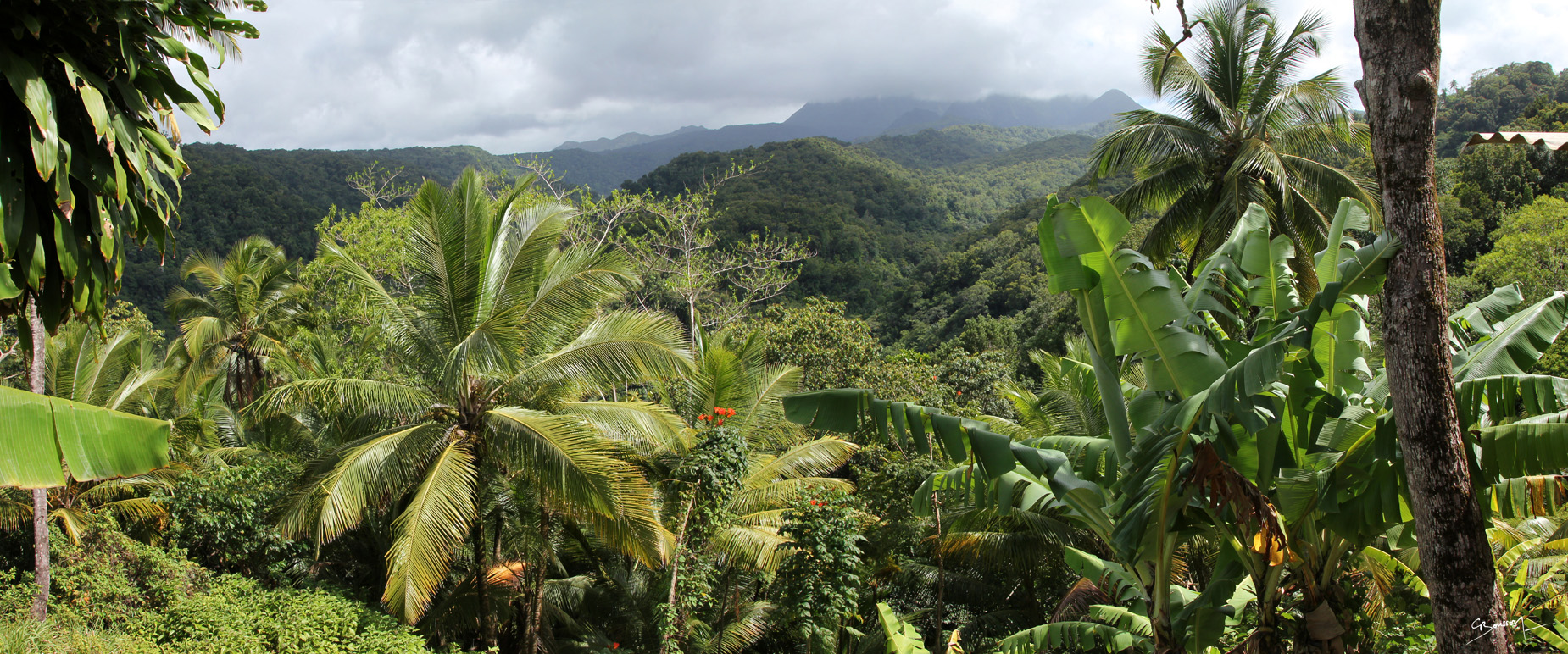 2014 023 Dominica (14)